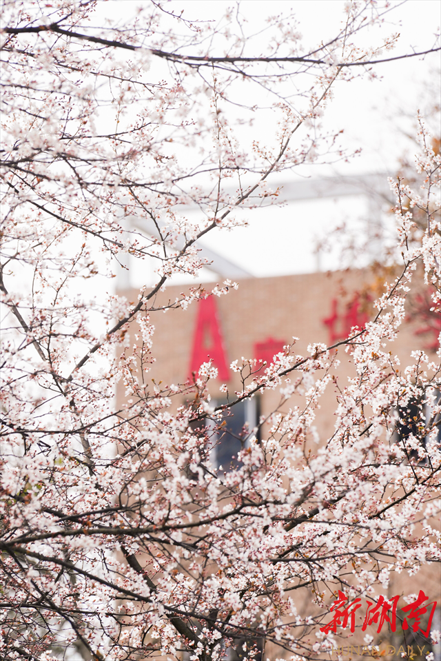 伟德bv1946官网紫叶李花开惹人醉
