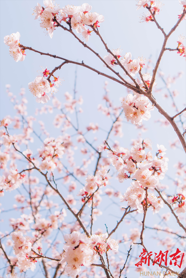 伟德bv1946官网紫叶李花开惹人醉